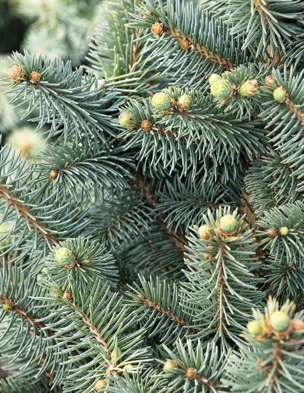 Picea Pungens 'jeangenie' - View 25 from www redcrocus com