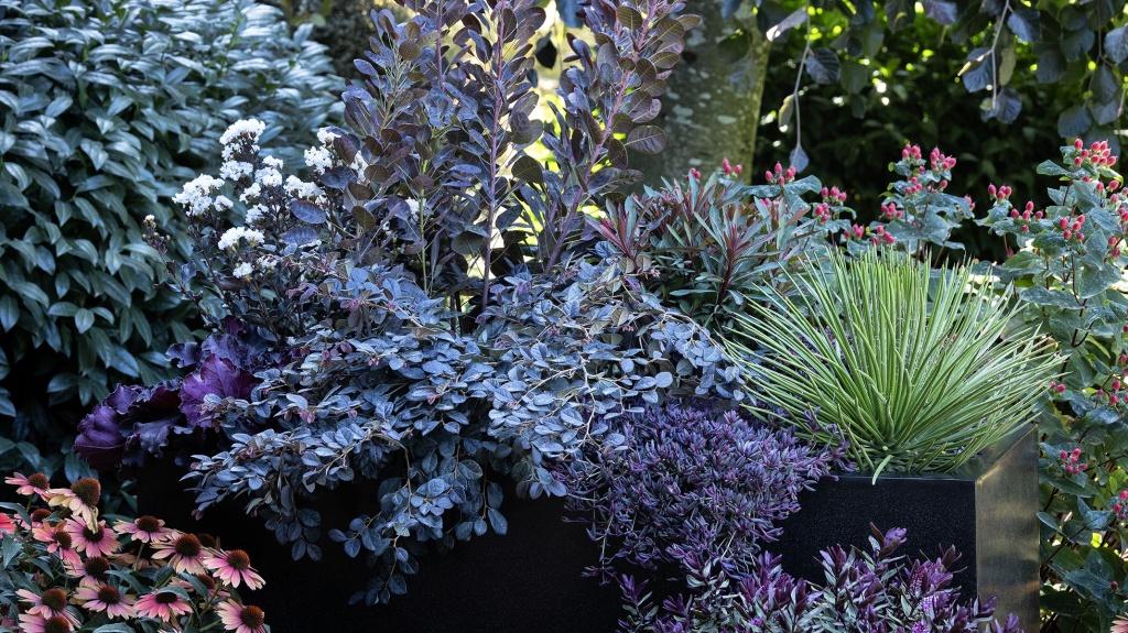Picea Pungens 'jeangenie' - View 27 from www redcrocus com