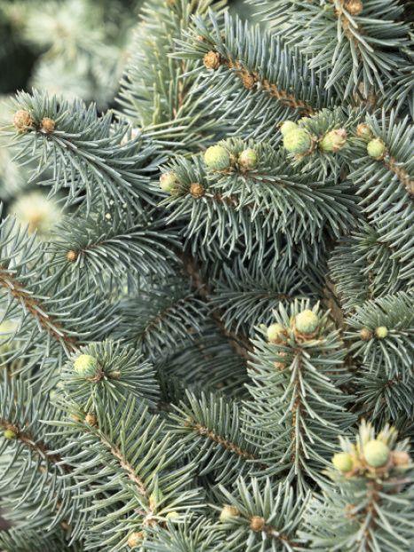 Picea Pungens 'jeangenie' - View 29 from www redcrocus com