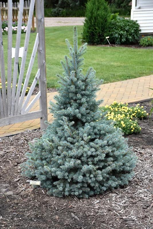 Picea Pungens 'jeangenie' - View 30 from www redcrocus com