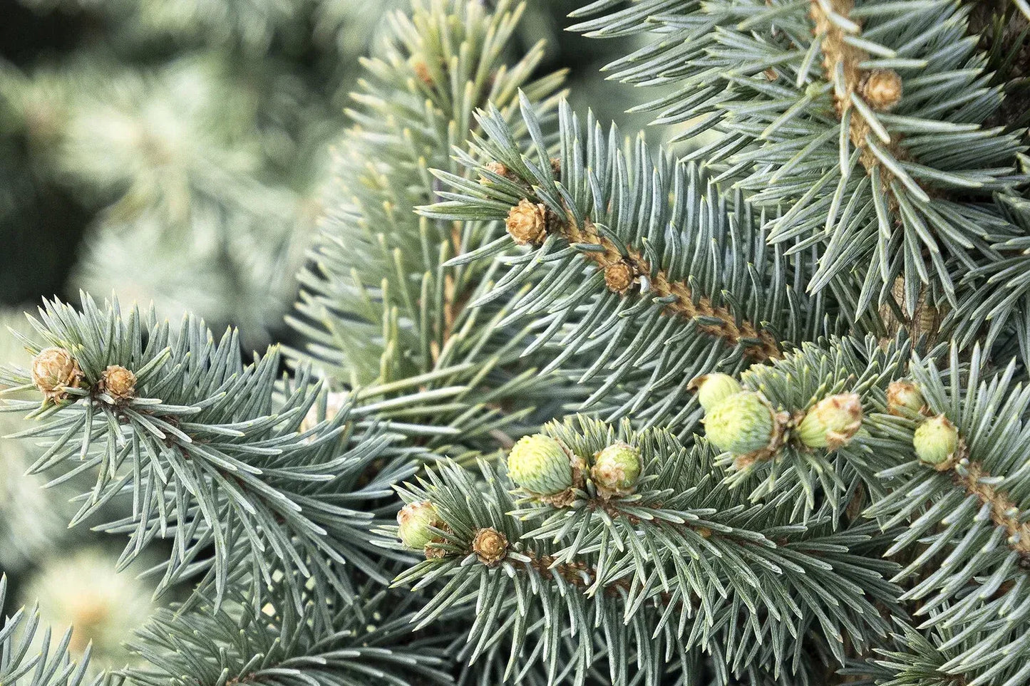 Picea Pungens 'jeangenie' - View 3 from www redcrocus com