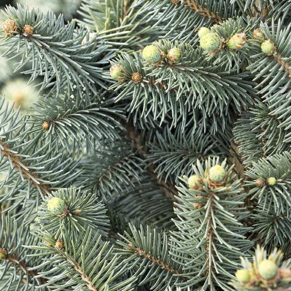 Picea Pungens 'jeangenie' - View 6 from www redcrocus com