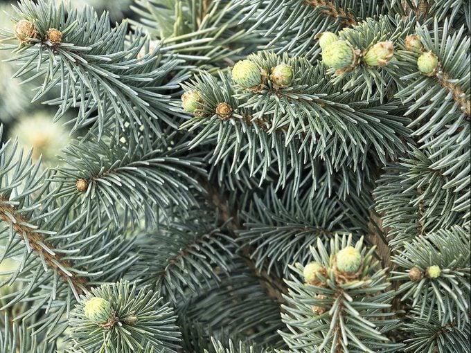 Picea Pungens 'jeangenie' - View 7 from www redcrocus com