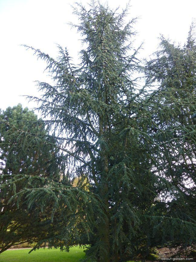 Cedrus Libani Stenocoma - View 11 from www redcrocus com