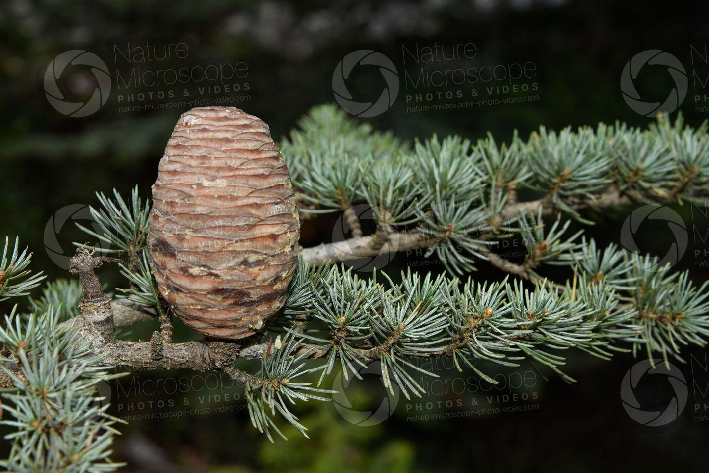 Cedrus Libani Stenocoma - View 15 from www redcrocus com