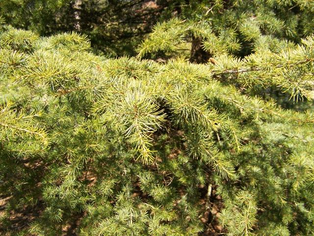 Cedrus Libani Stenocoma - View 16 from www redcrocus com