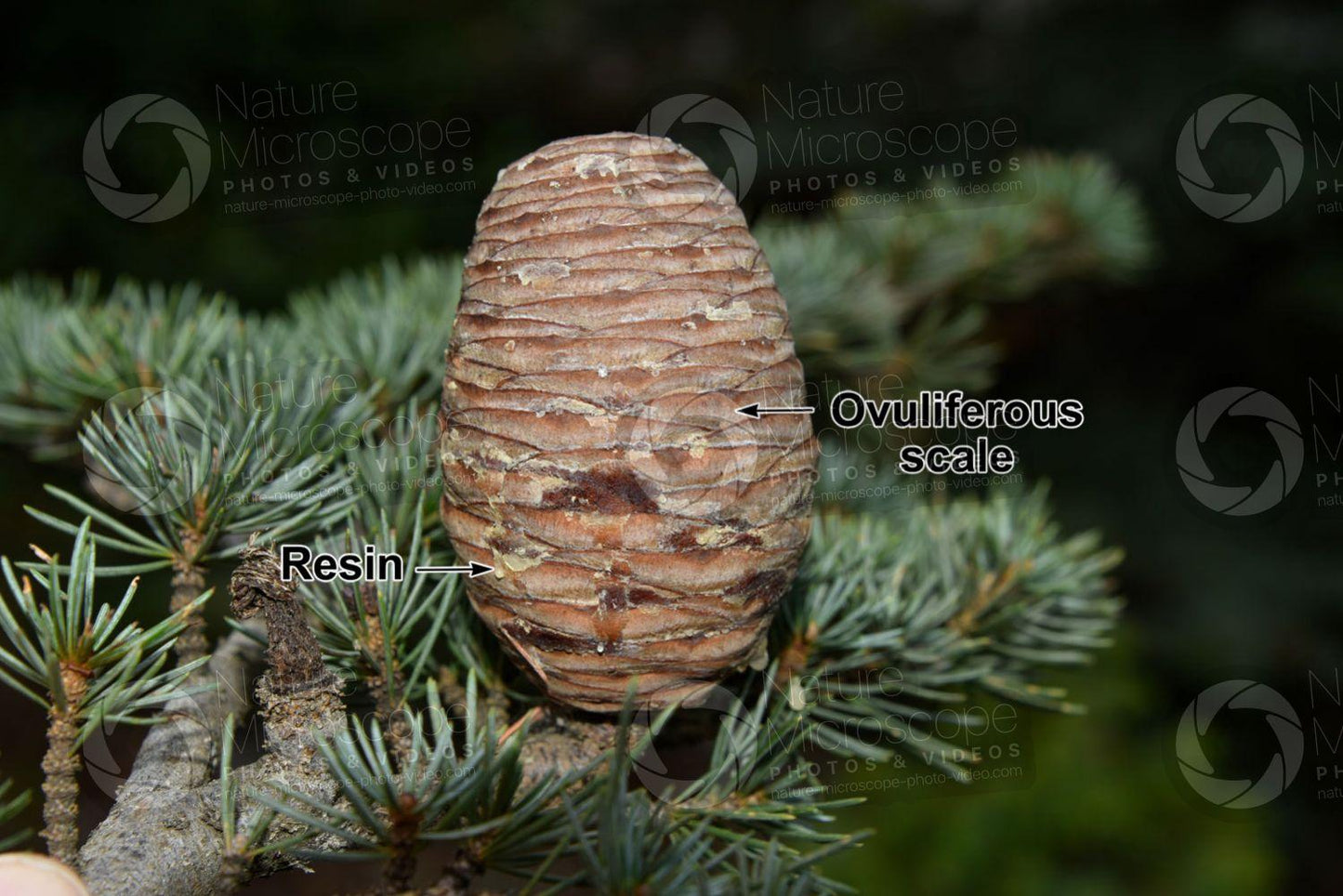 Cedrus Libani Stenocoma - View 17 from www redcrocus com