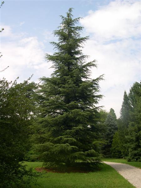 Cedrus Libani Stenocoma - View 1 from www redcrocus com