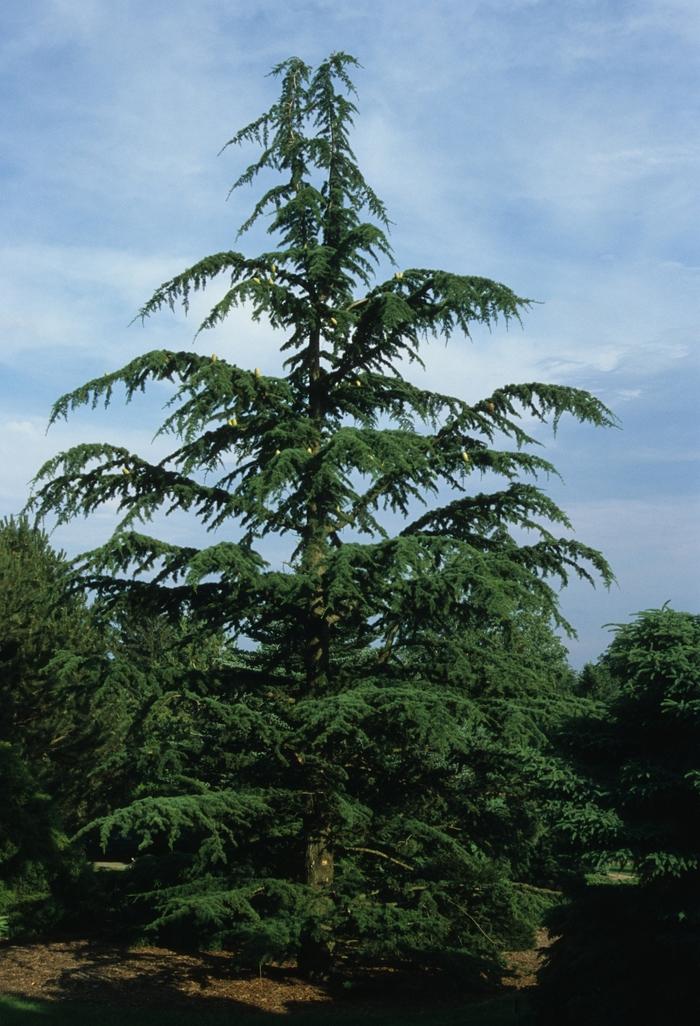Cedrus Libani Stenocoma - View 2 from www redcrocus com