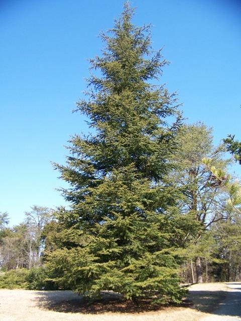Cedrus Libani Stenocoma - View 4 from www redcrocus com