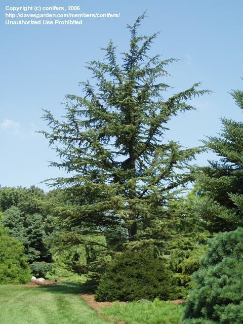 Cedrus Libani Stenocoma - View 5 from www redcrocus com