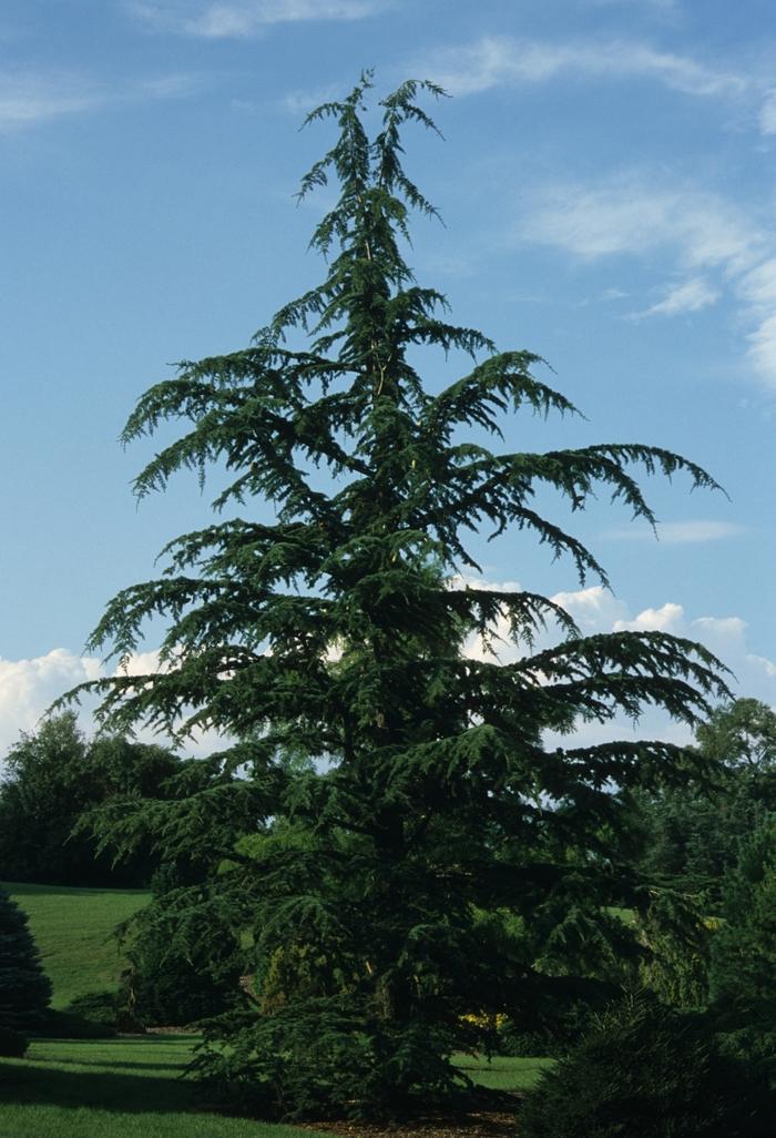 Cedrus Libani Stenocoma - View 6 from www redcrocus com
