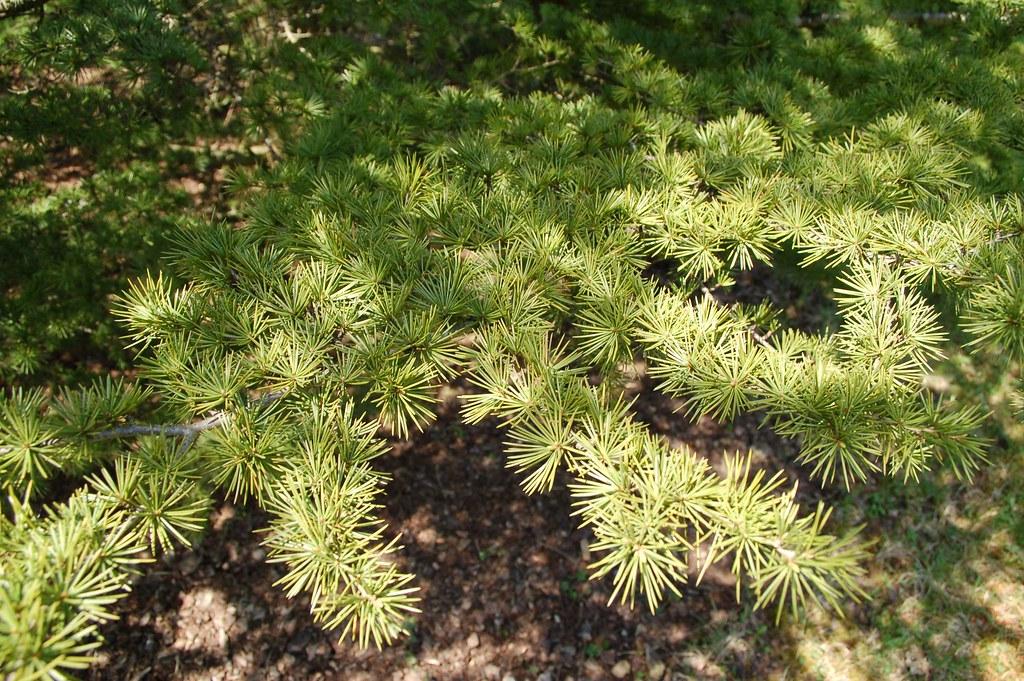 Cedrus Libani Stenocoma - View 7 from www redcrocus com