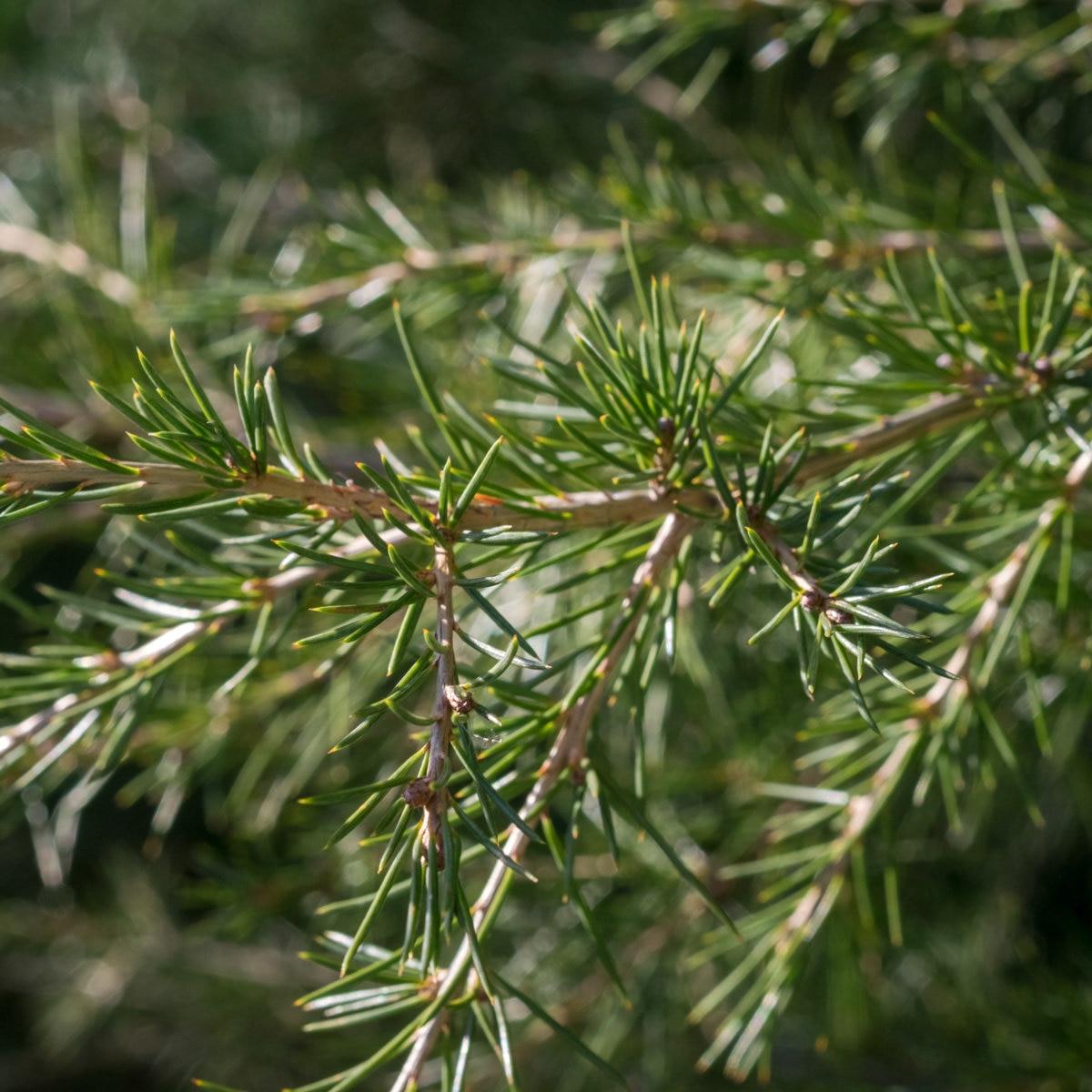 Cedrus Libani Stenocoma - View 8 from www redcrocus com