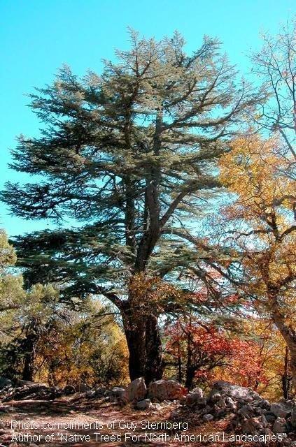 Cedrus Libani Stenocoma - View 9 from www redcrocus com