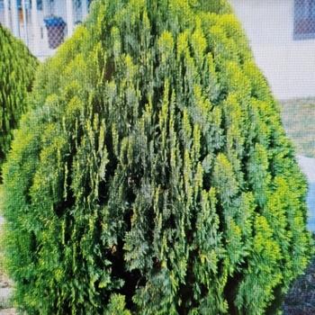 Thuja Occidentalis Private Jet - View 10 from www redcrocus com