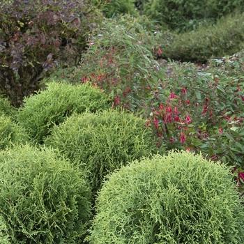 Thuja Occidentalis Private Jet - View 11 from www redcrocus com