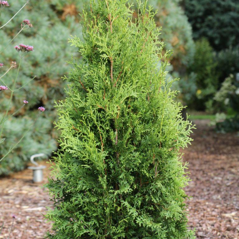 Thuja Occidentalis Private Jet - View 13 from www redcrocus com