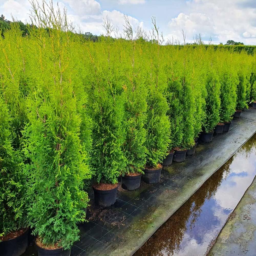 Thuja Occidentalis Private Jet - View 14 from www redcrocus com