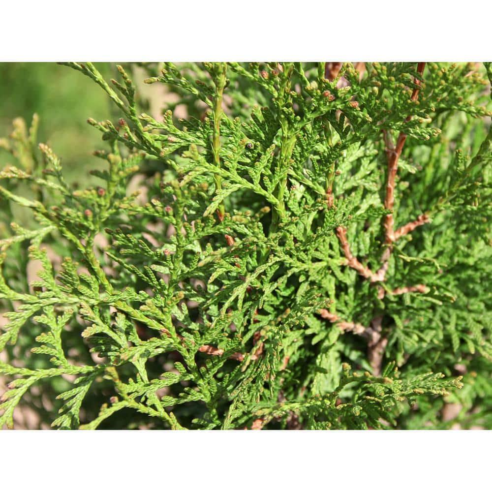 Thuja Occidentalis Private Jet - View 15 from www redcrocus com