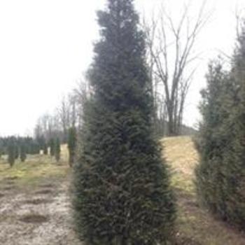 Thuja Occidentalis Private Jet - View 16 from www redcrocus com
