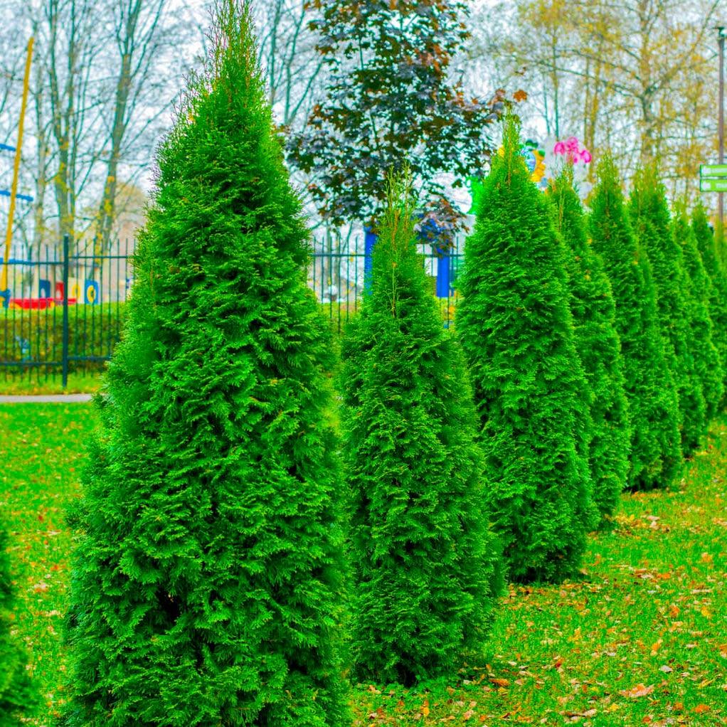 Thuja Occidentalis Private Jet - View 17 from www redcrocus com