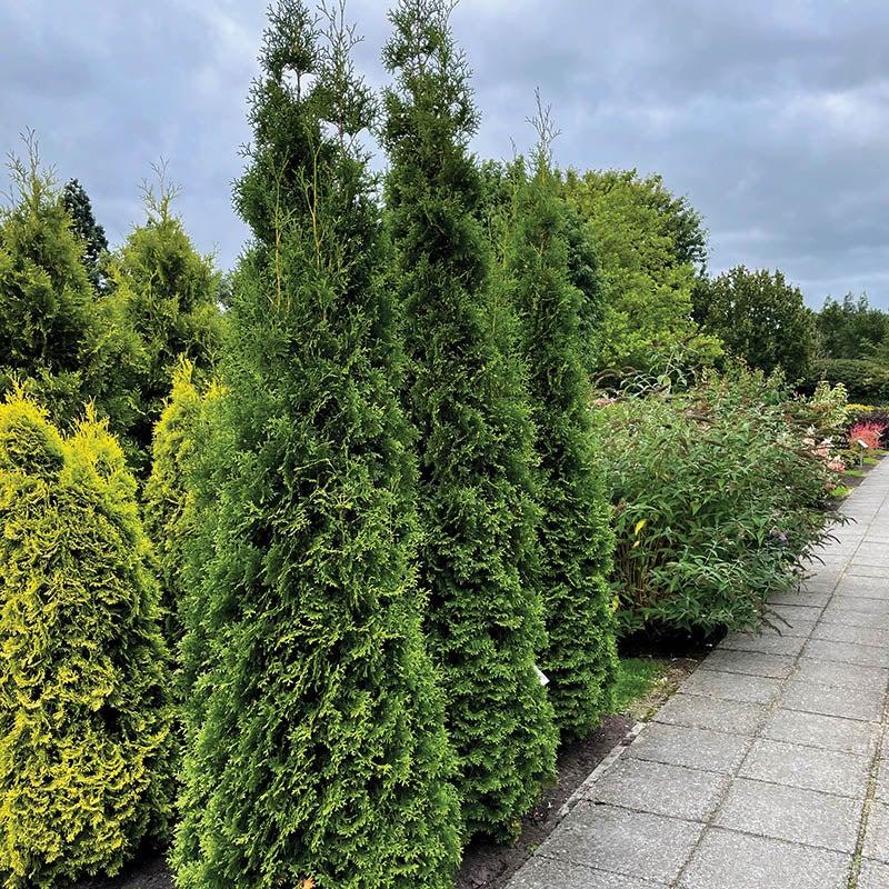 Thuja Occidentalis Private Jet - View 1 from www redcrocus com