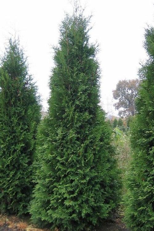 Thuja Occidentalis Private Jet - View 2 from www redcrocus com