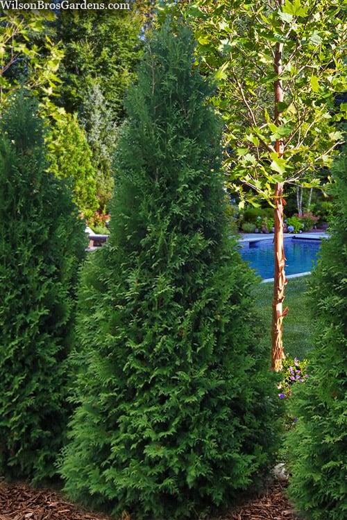 Thuja Occidentalis Private Jet - View 3 from www redcrocus com