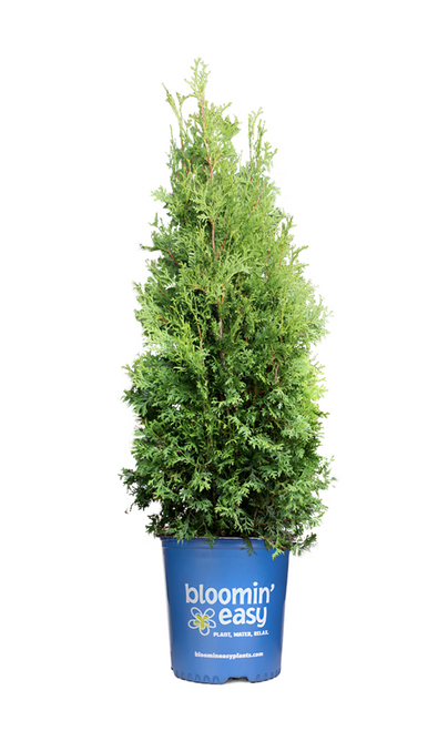 Thuja Occidentalis Private Jet - View 4 from www redcrocus com