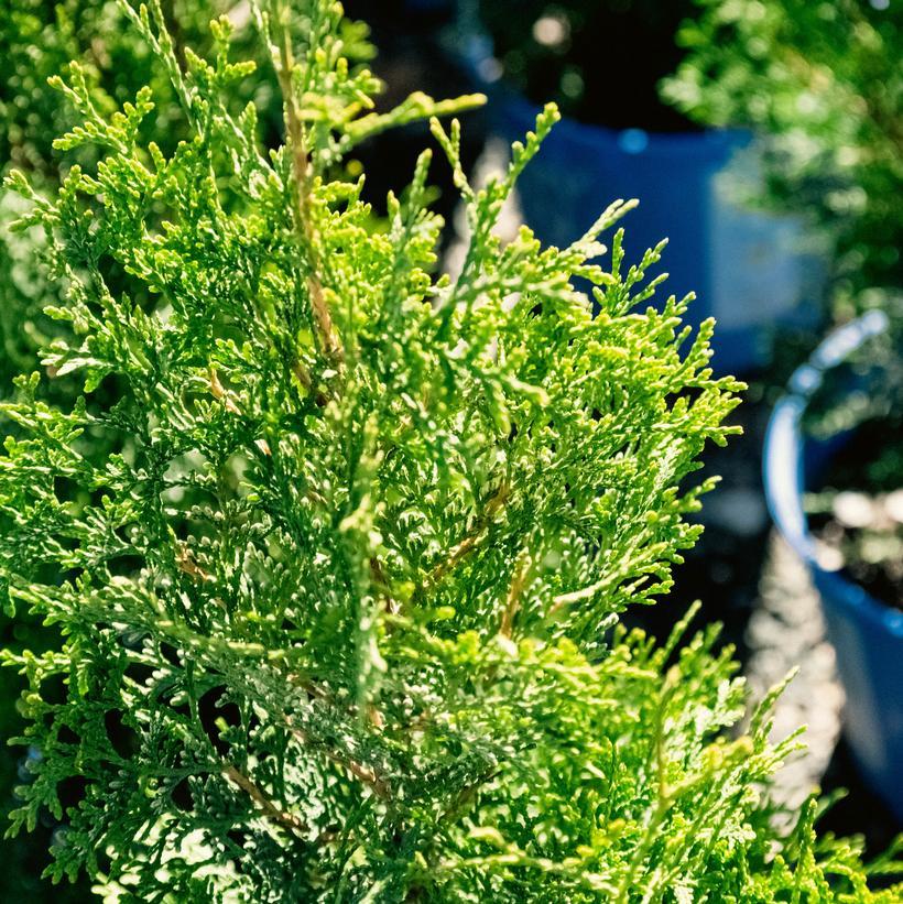 Thuja Occidentalis Private Jet - View 5 from www redcrocus com