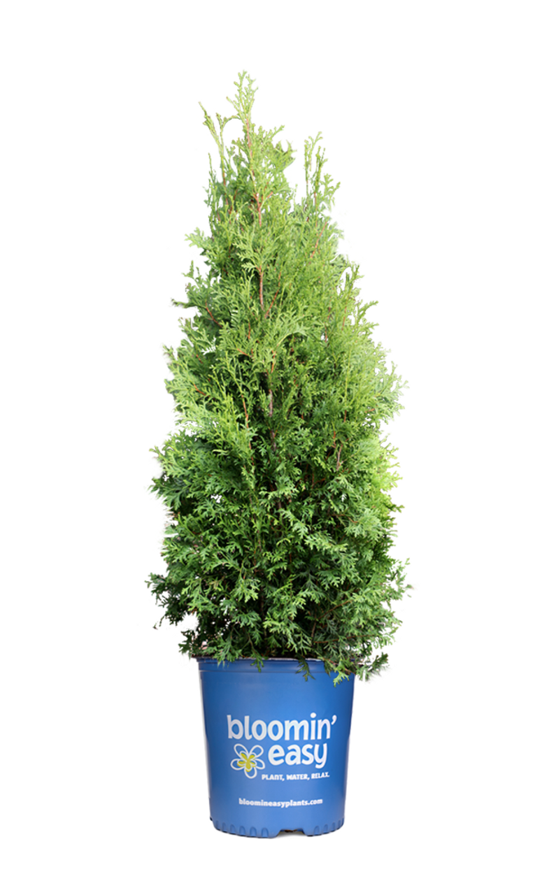Thuja Occidentalis Private Jet - View 6 from www redcrocus com