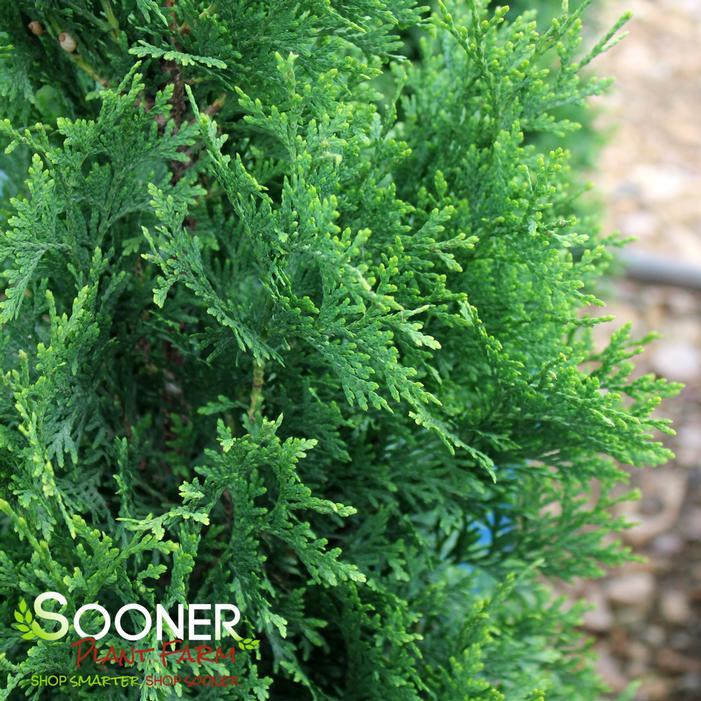 Thuja Occidentalis Private Jet - View 7 from www redcrocus com