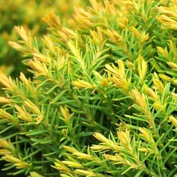 Thuja Occidentalis Private Jet - View 8 from www redcrocus com