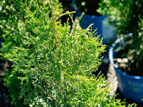 Thuja Occidentalis Private Jet - View 9 from www redcrocus com