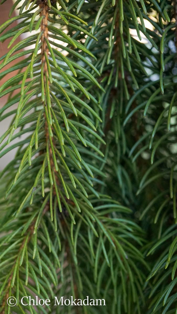 Picea Abies Denmark - View 10 from www redcrocus com