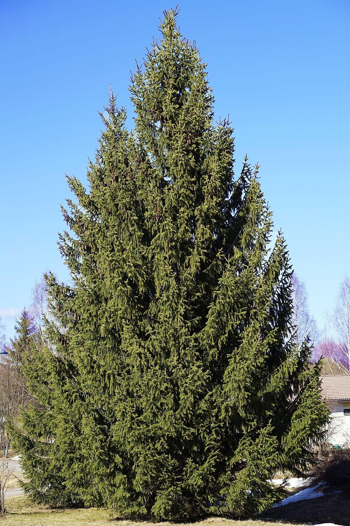 Picea Abies Denmark - View 16 from www redcrocus com