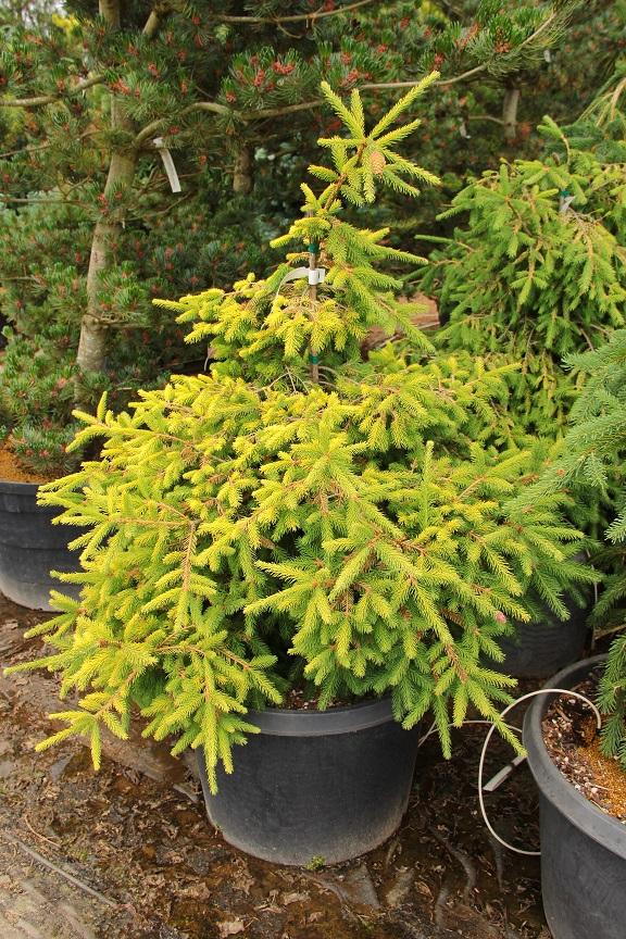 Picea Abies Denmark - View 17 from www redcrocus com