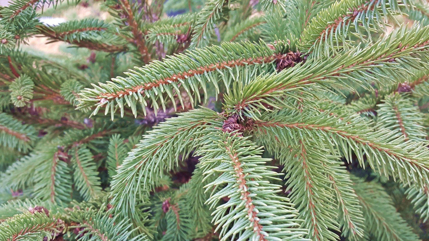 Picea Abies Denmark - View 18 from www redcrocus com