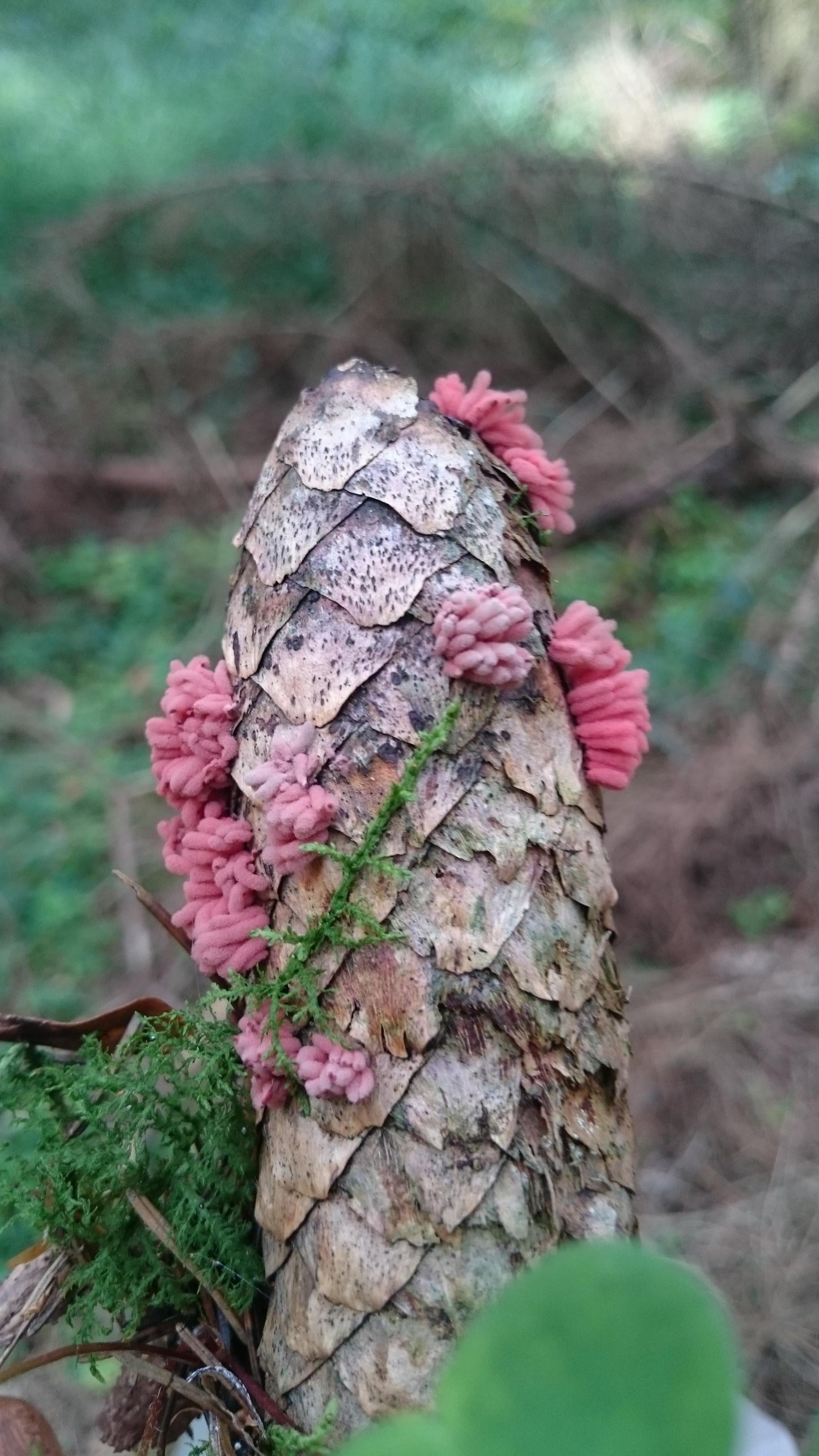 Picea Abies Denmark - View 2 from www redcrocus com
