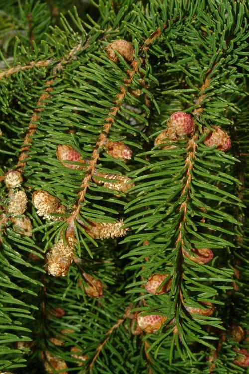 Picea Abies Denmark - View 3 from www redcrocus com