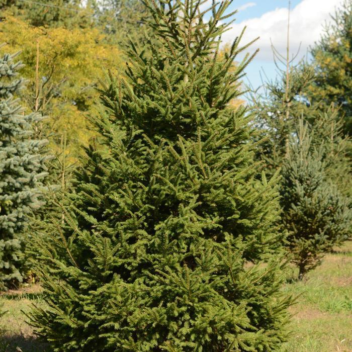 Picea Abies Denmark - View 5 from www redcrocus com
