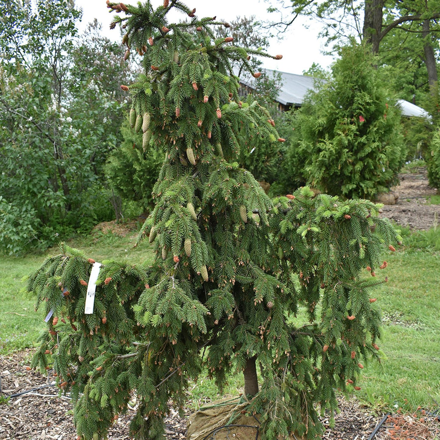 Picea Abies Denmark - View 8 from www redcrocus com
