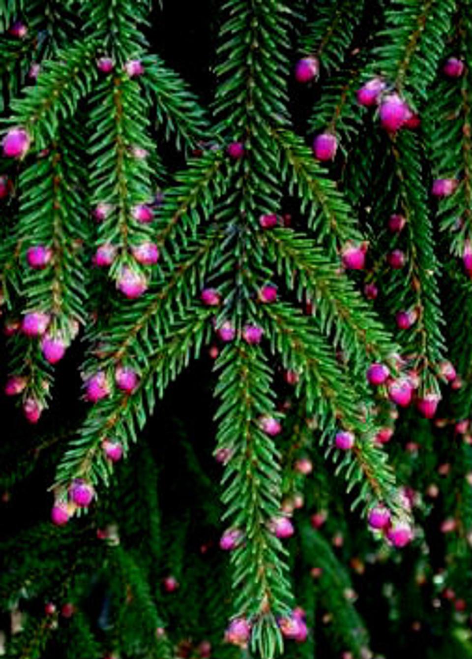 Picea Orientalis Gowdy - View 12 from www redcrocus com