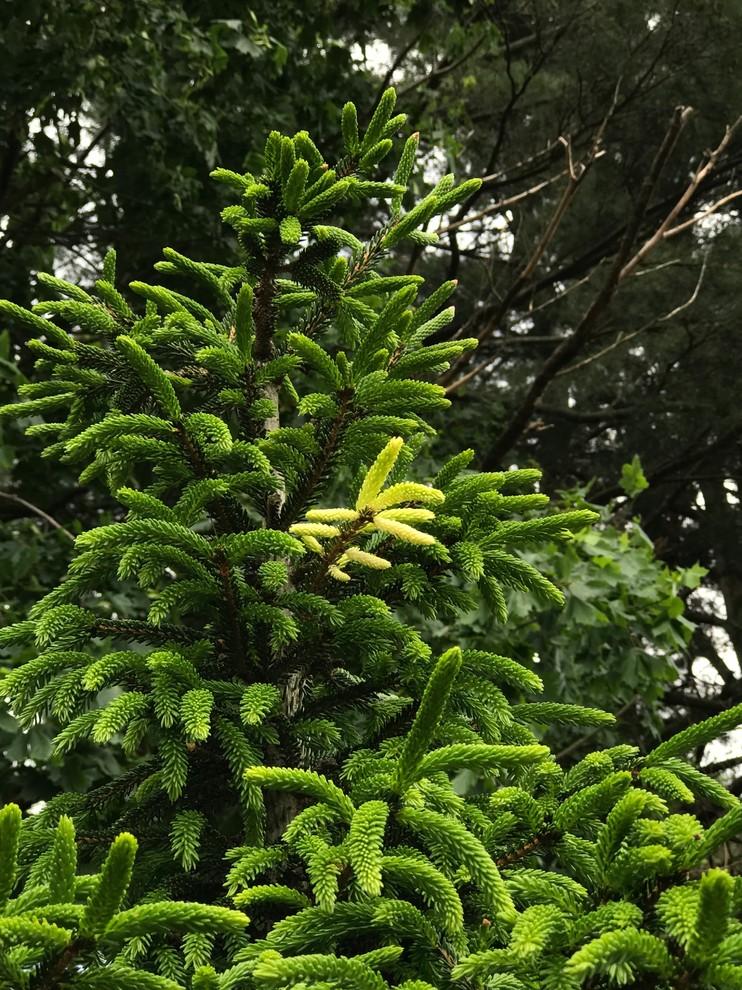 Picea Orientalis Gowdy - View 15 from www redcrocus com