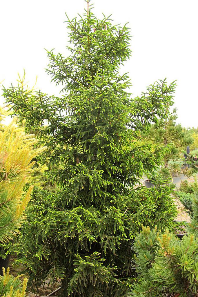 Picea Orientalis Gowdy - View 3 from www redcrocus com