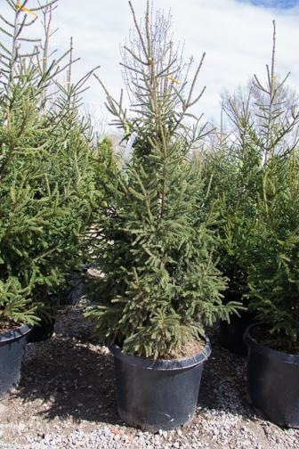 Picea Orientalis Gowdy - View 6 from www redcrocus com