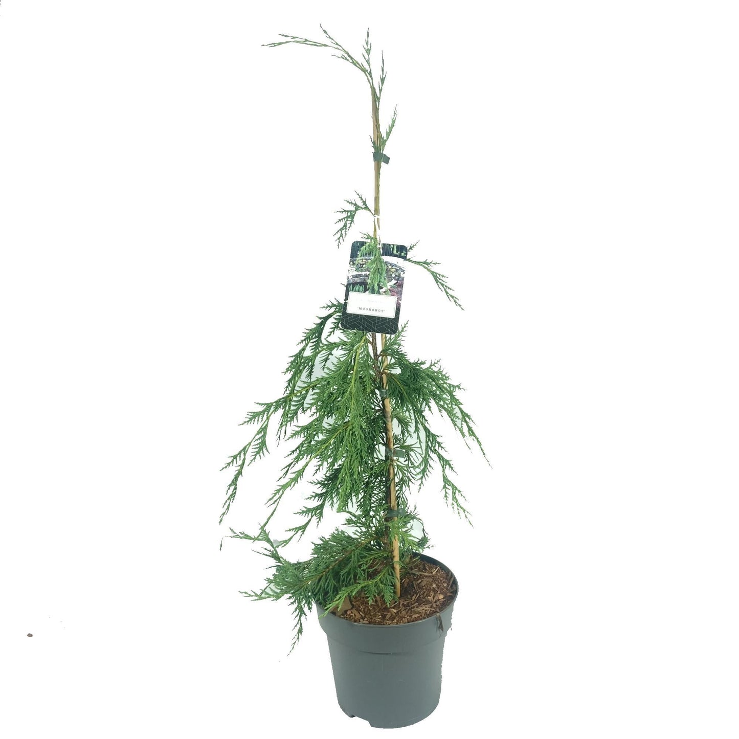 Chamaecyparis Nootkatensis Moonshot - View 11 from www redcrocus com
