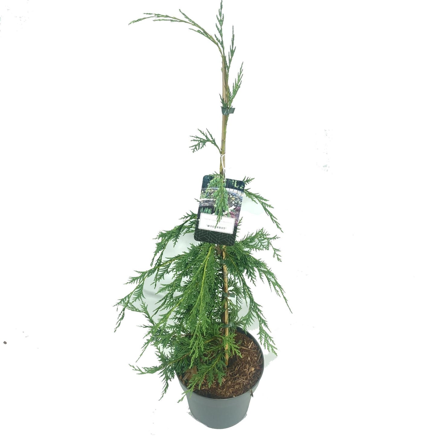 Chamaecyparis Nootkatensis Moonshot - View 13 from www redcrocus com