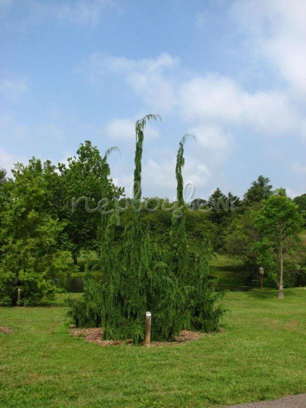 Chamaecyparis Nootkatensis Moonshot - View 15 from www redcrocus com
